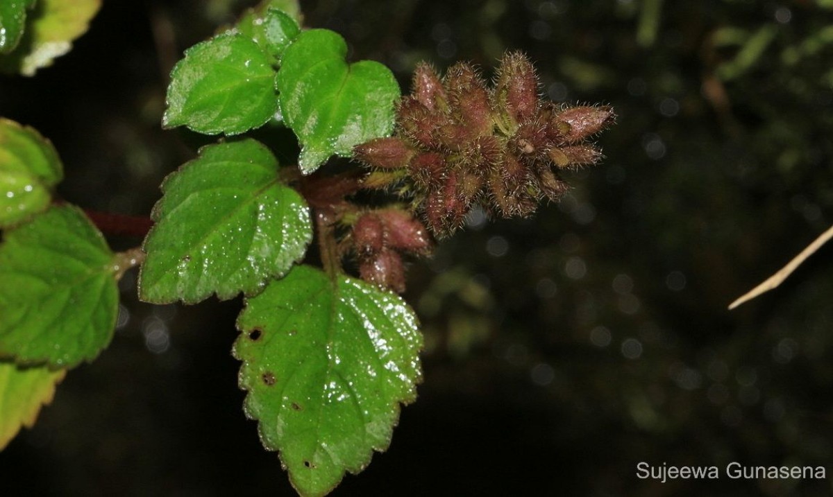 Pogostemon hirsutus Benth.